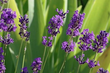 Lavanda, una planta perenne que prefiere el trasplante de otoño o final de invierno