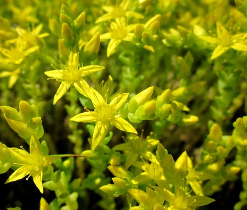 Detalle de la flor dle Sedum acre