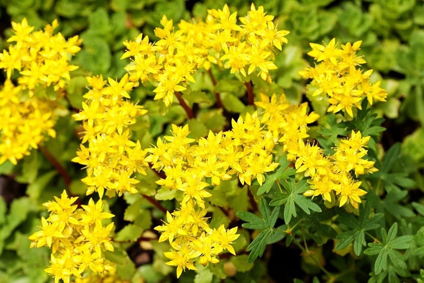 Flores del Sedum acre