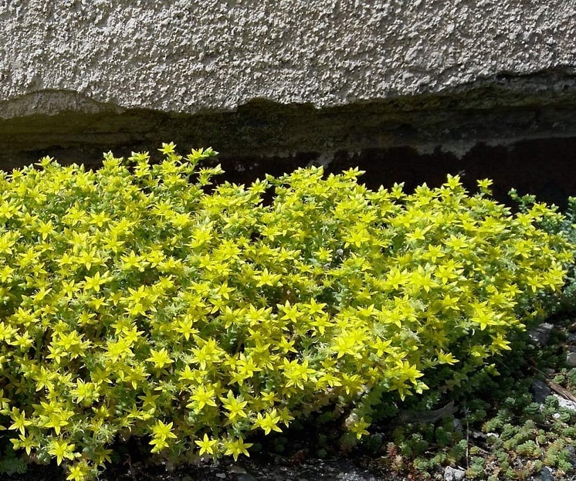 Planta de rocalla