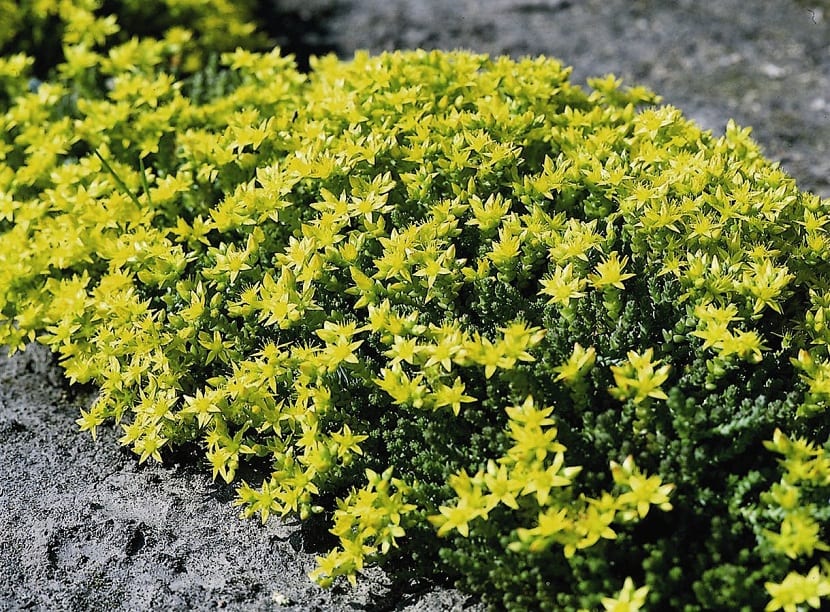 Sedum acre: la crasa tapizante de tejados y muros