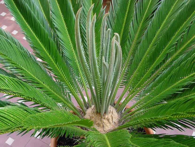 Cycas revoluta