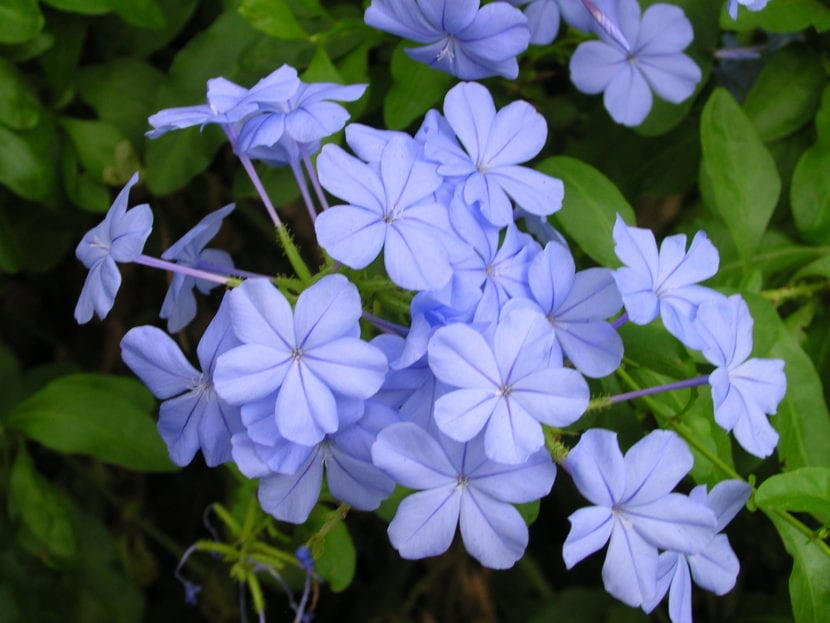 Plumbago auriculata