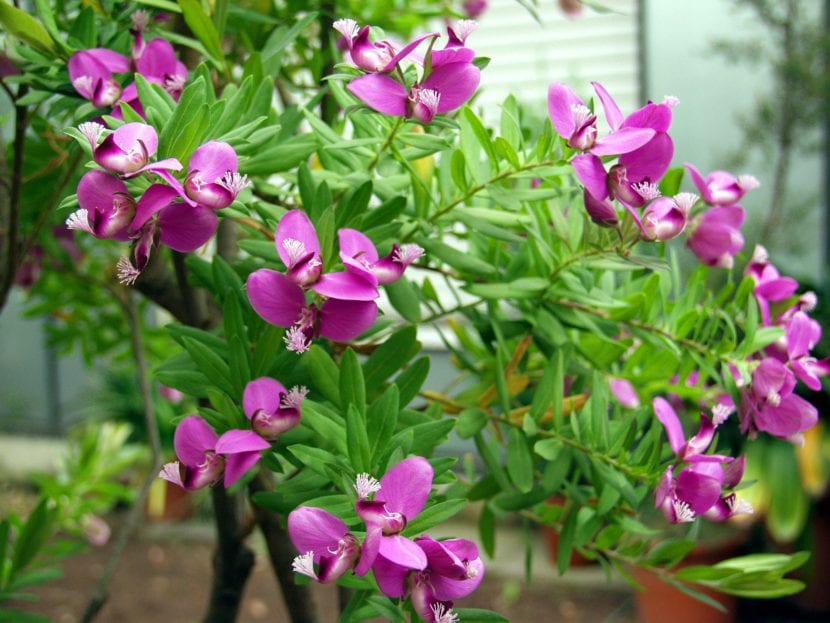 Polygala myrtifolia