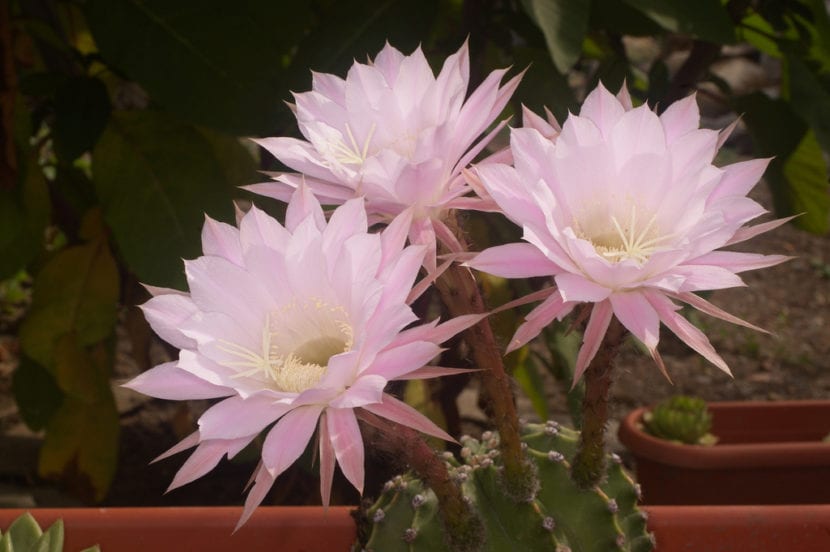 Echinopsis oxygona