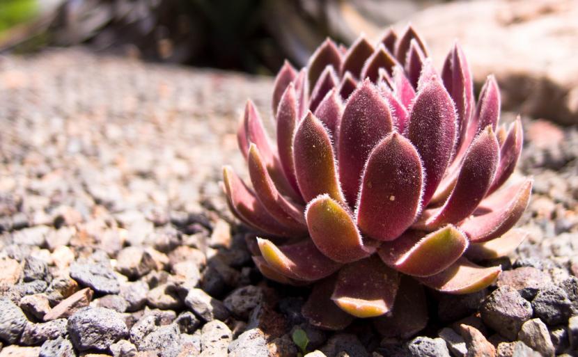 Sempervivum: por qué resisten el frío y qué los mata