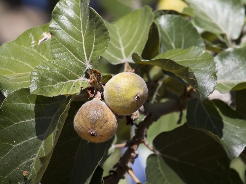 Ficus sycomorus