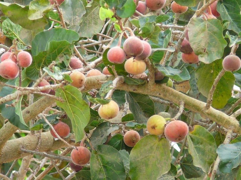 Frutos del sicomoro