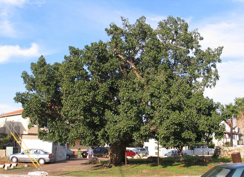 Sicomoro: qué árbol es y cómo se cultiva Ficus sycomorus