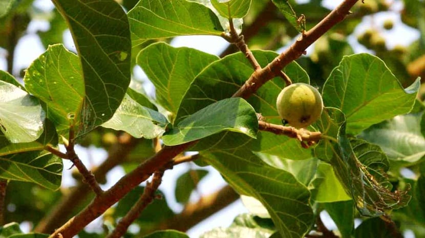 detalle del sicomoro