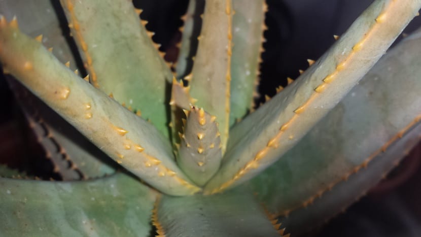 Hojas de aloe con daños de frío