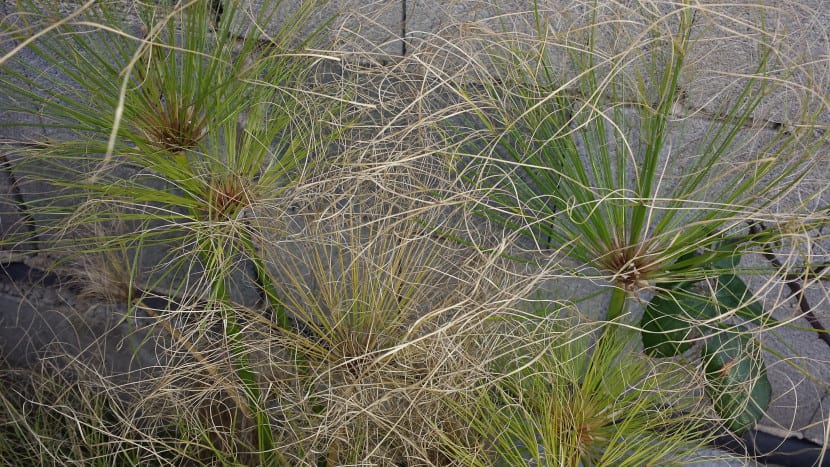 Papiro Cyperus con las hojas afectadas por el frío
