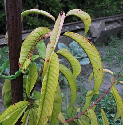 Clorosis férrica