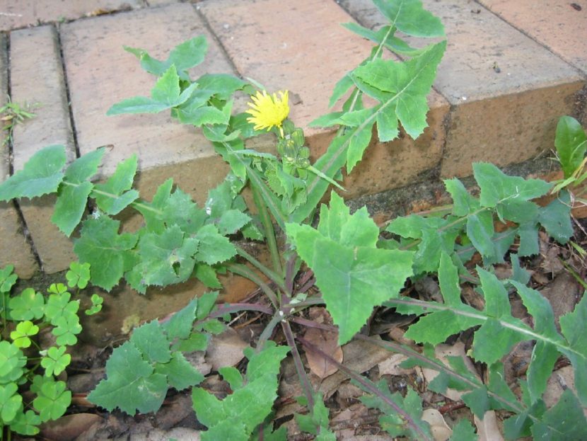 Planta de cerraja común, Sonchus oleraceus