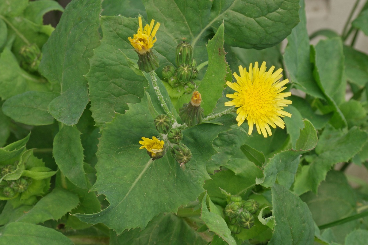 Flores de la cerraja