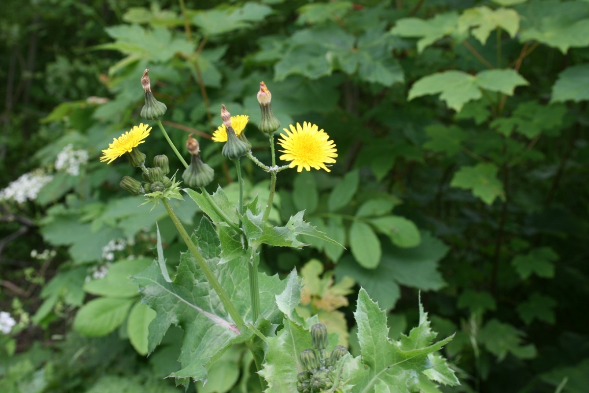 Sonchus oleraceus características