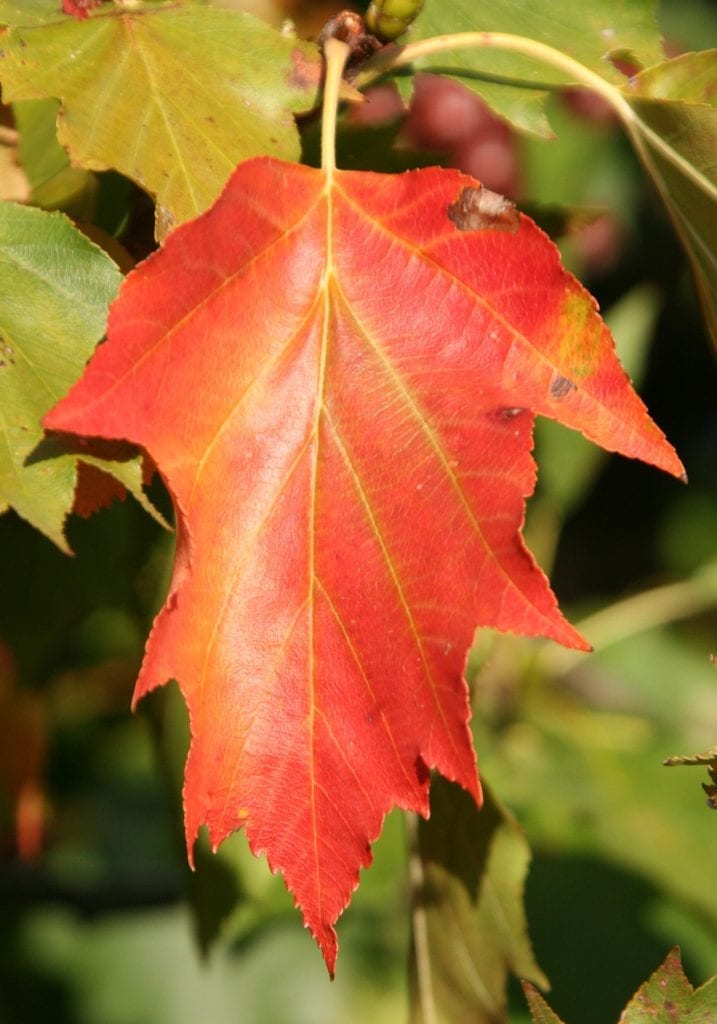 Follaje otoñal del Sorbus torminalis