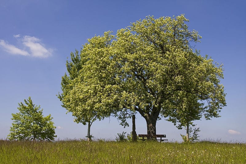 Sorbus torminalis: el mostajo, árbol raro de gran madera
