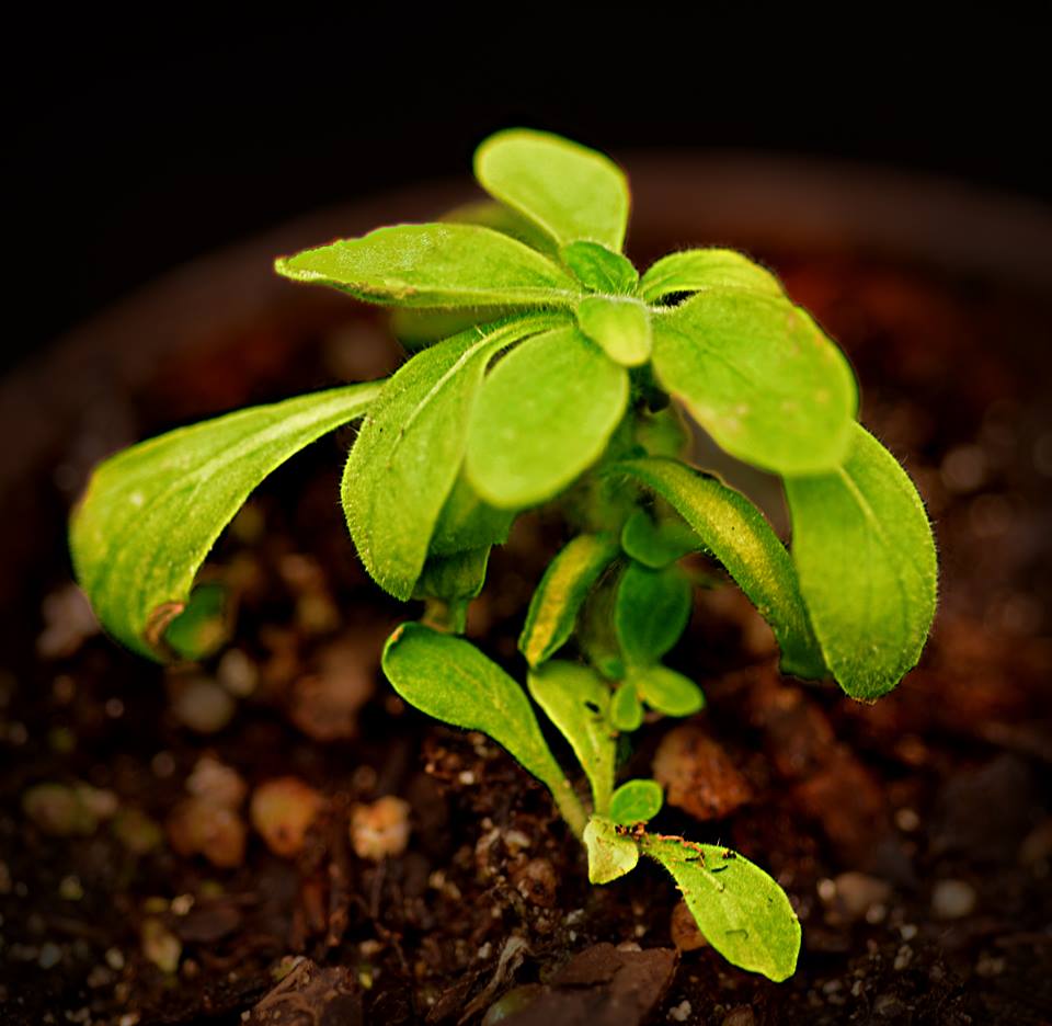 Starlight Avatar: qué fue de la planta que emitía luz