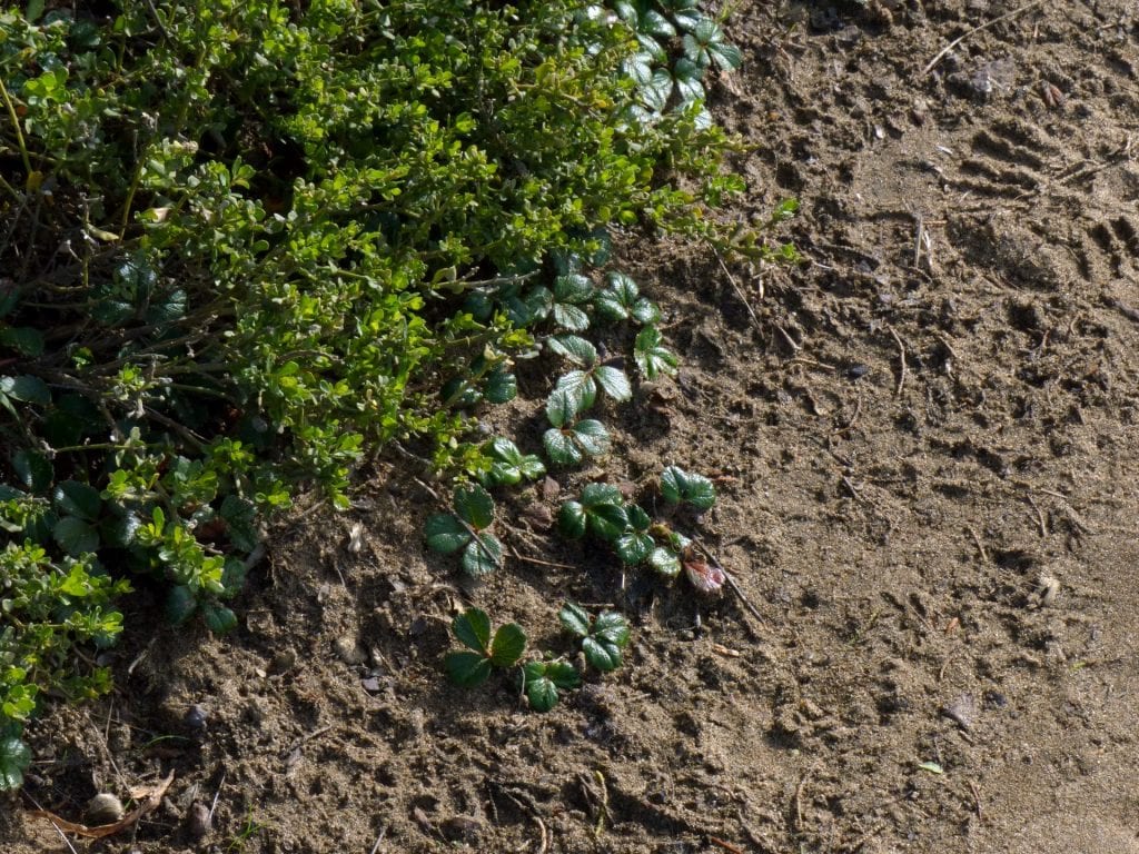 Es importante conocer el suelo del jardín