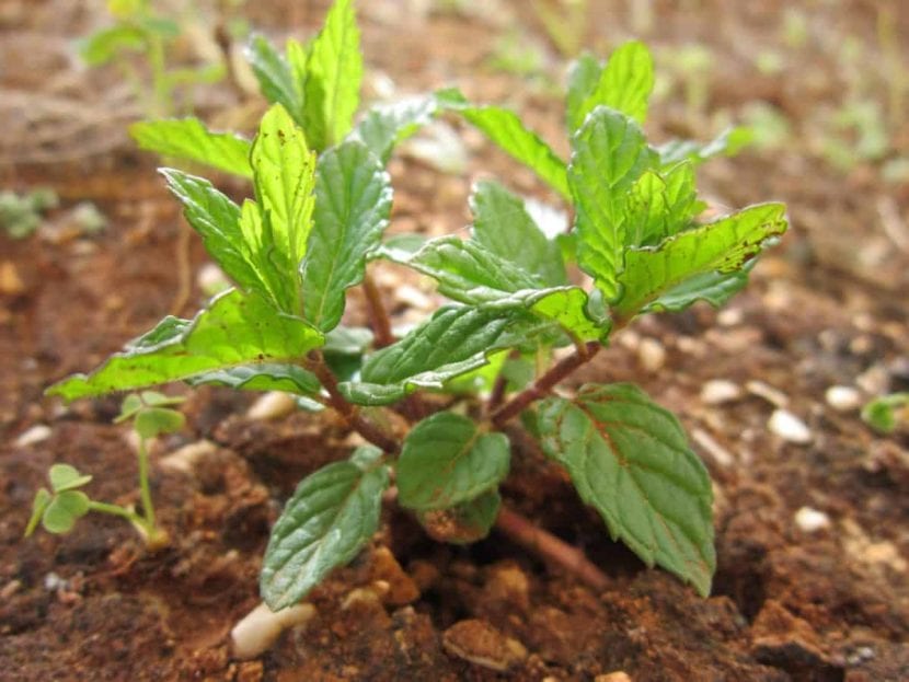 Planta creciendo en suelo franco de jardín