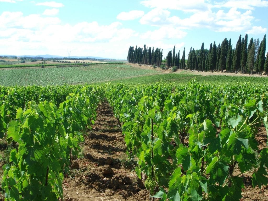 Viñedo en suelo franco