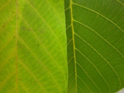 Hoja con clorosis internervial
