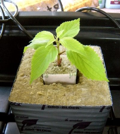 Planta en lana de roca