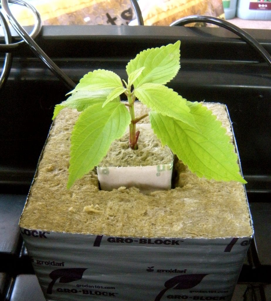 Planta joven enraizada en un taco de lana de roca