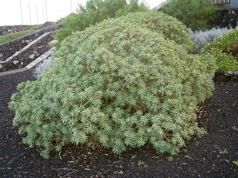 Tabaiba dulce, Euphorbia balsamifera, en su porte redondeado característico