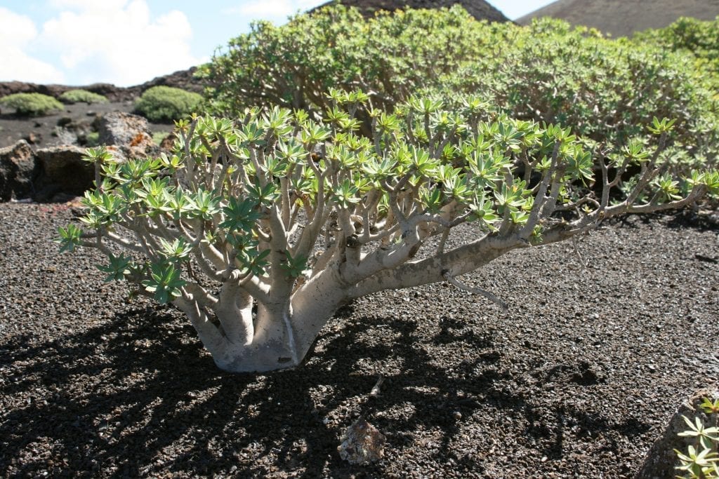 Euphorbia regis-jubae
