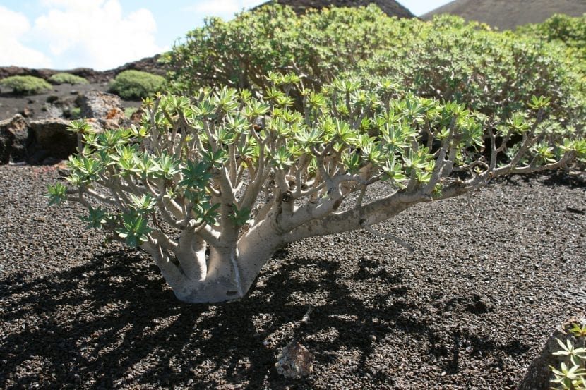 Tabaiba salvaje, Euphorbia regis-jubae, con ramificación en candelabro