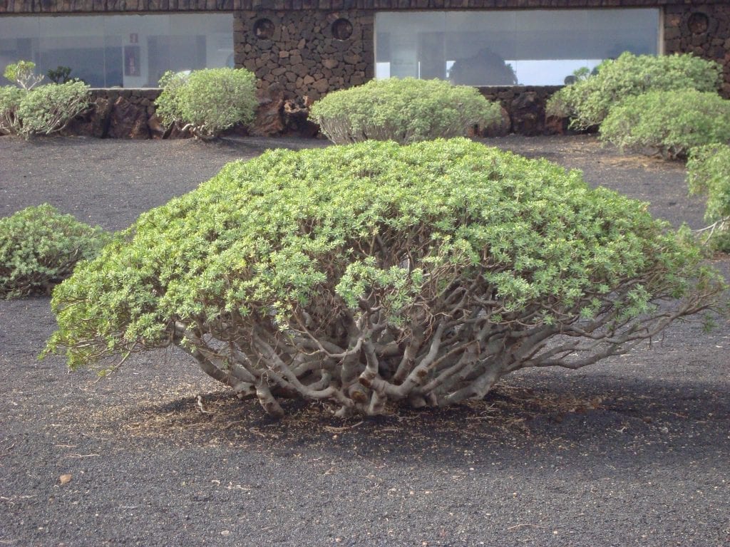 Tabaiba