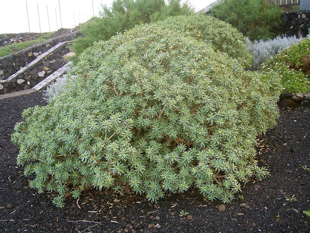 Tabaiba: las Euphorbia canarias y su cultivo