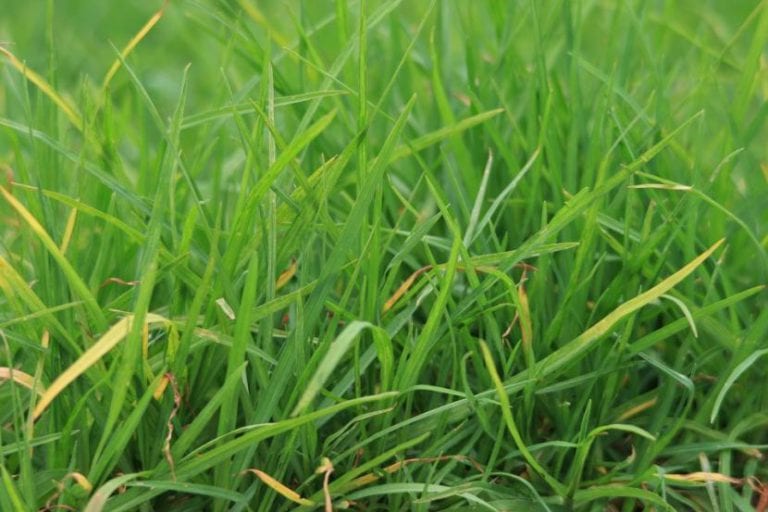 Hierbas silvestres creciendo entre las plantas de un arriate