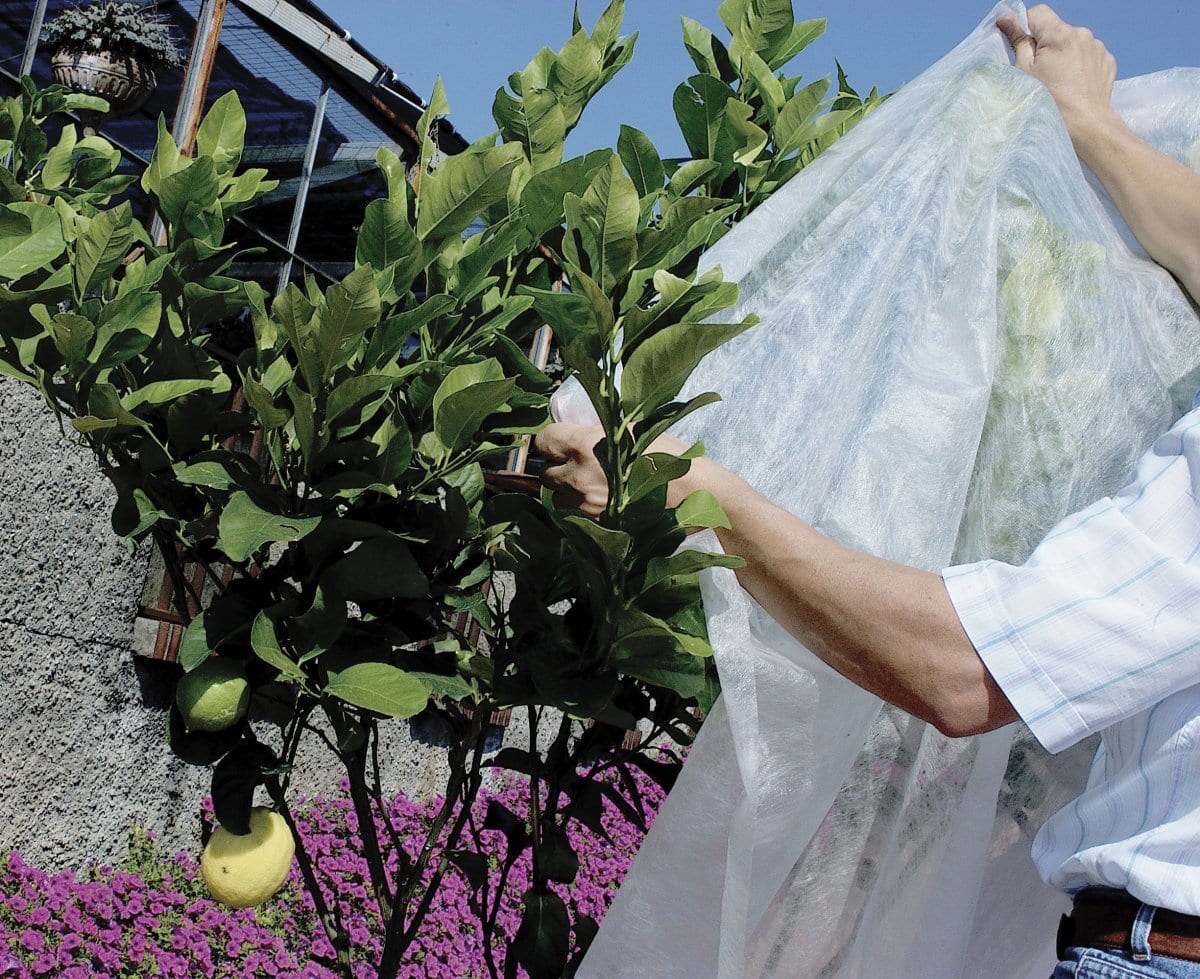 Planta cubierta con tela antiheladas blanca en el jardín
