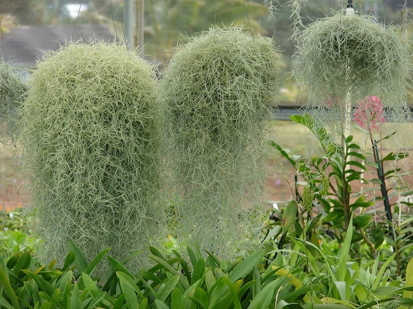 Tillandsia usneoides: heno o barba de viejo, cultivo