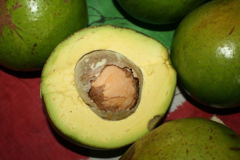 Fruto del aguacate en el árbol