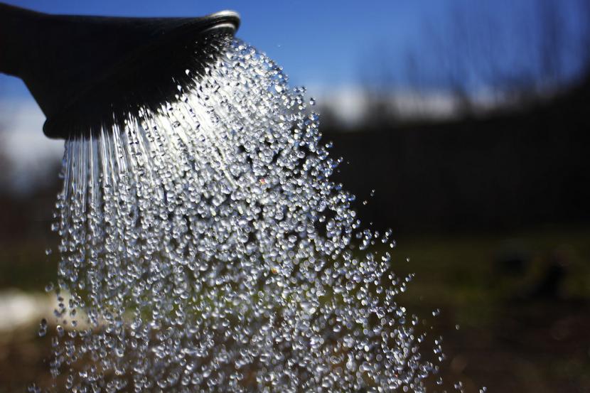 Tipos de aguas para regar las plantas: cuál sirve