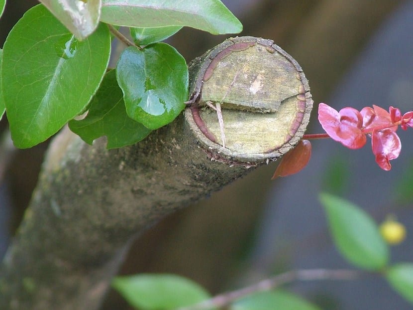 Poda de floración, rejuvenecimiento y fructificación