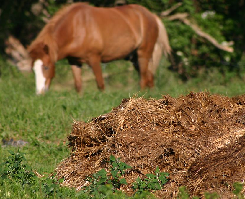 Estiércol de caballo con cama de paja