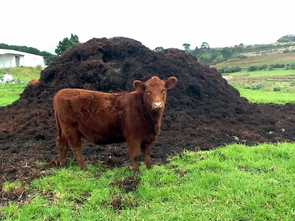 Estiércol de vaca amontonado para compostar