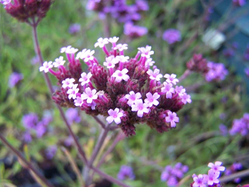 Verbena bonariensis