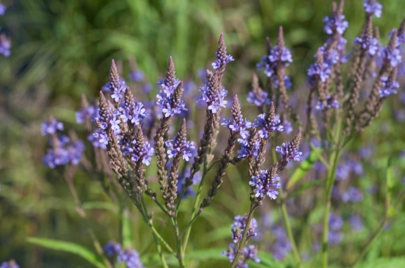 Verbena astata