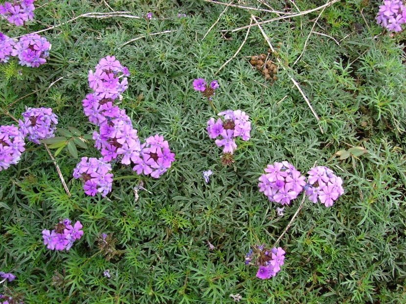 Verbena tenuisecta
