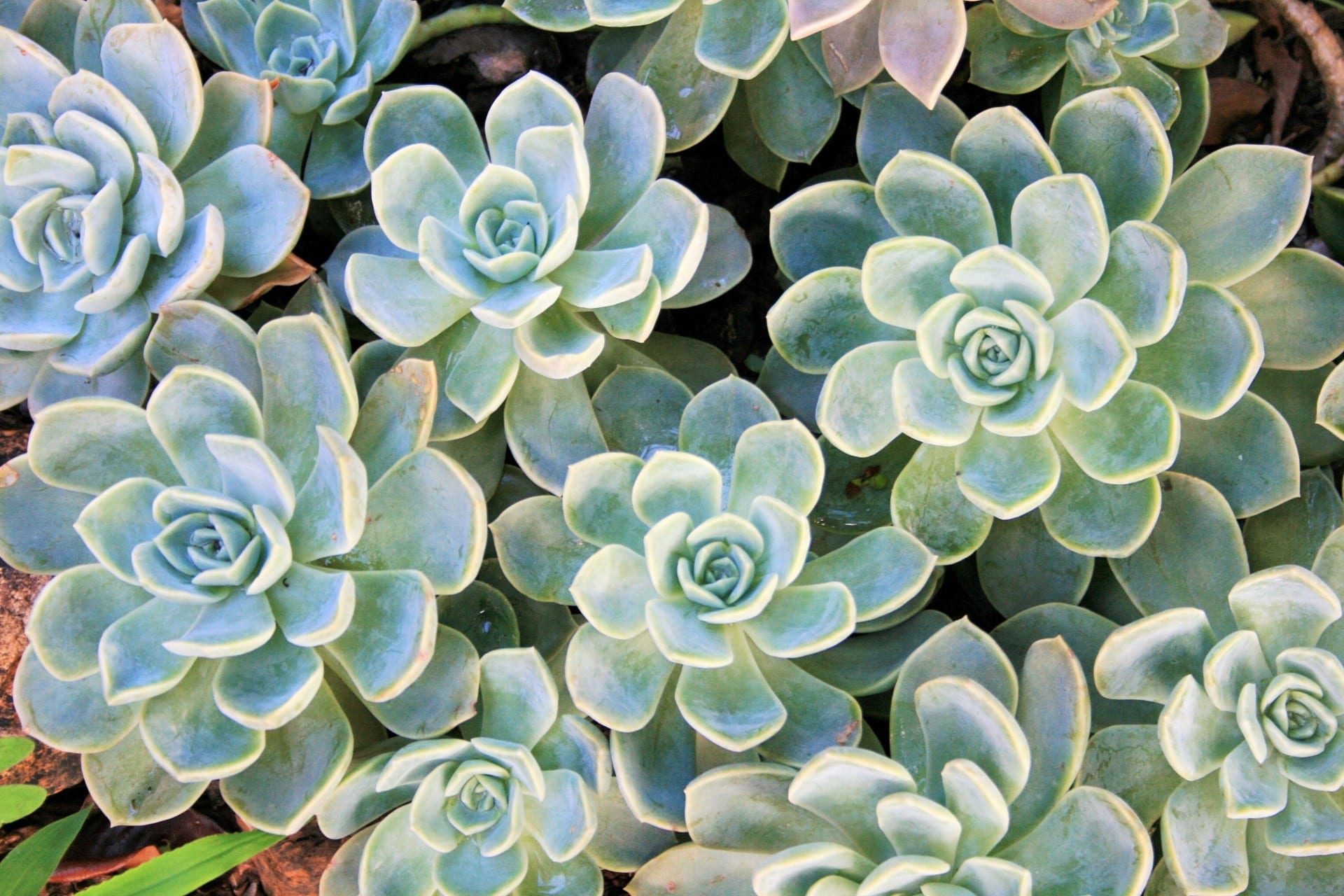 Roseta de Echeveria