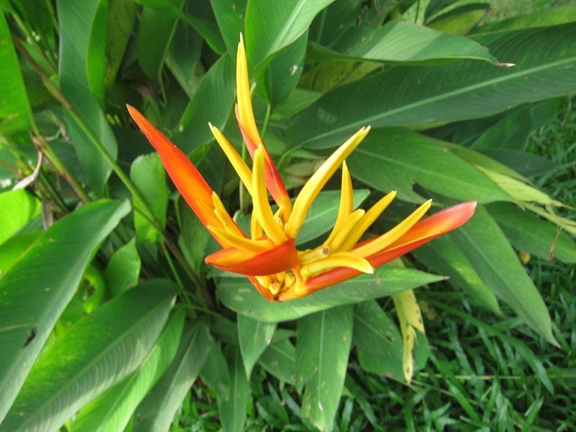 Canna indica