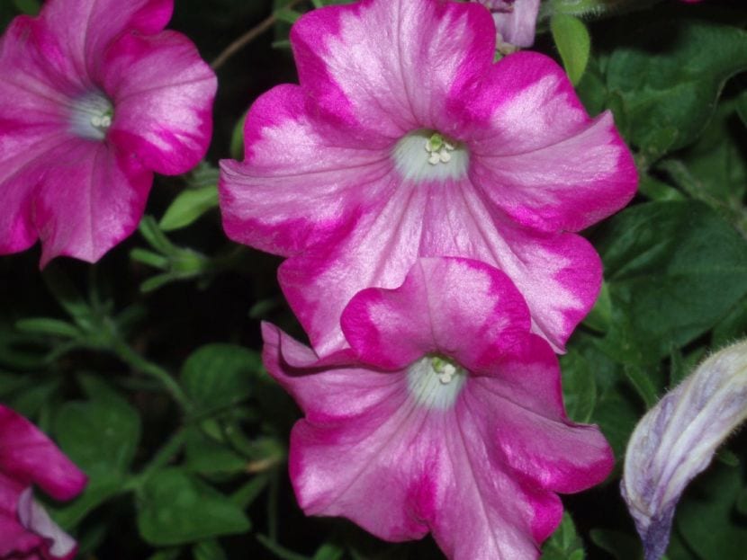 Petunias