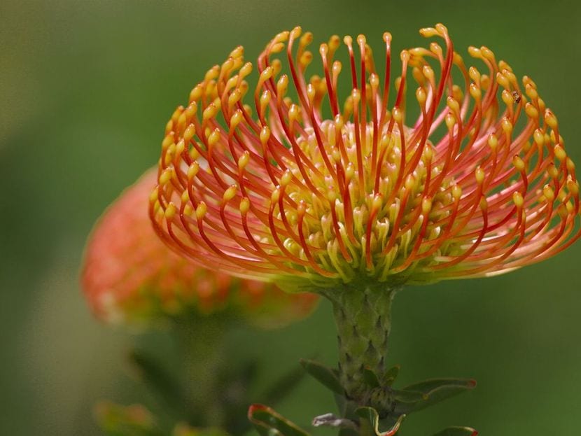 Cómo abonar las plantas: cuándo, cuánto y cómo