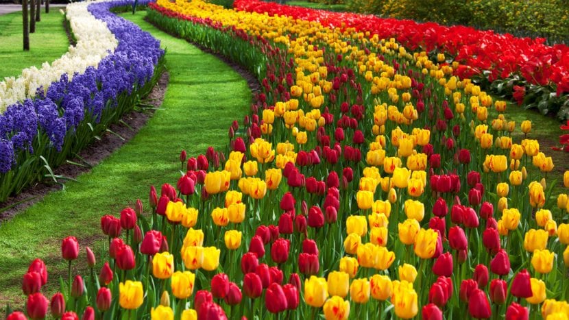 Tulipanes en flor